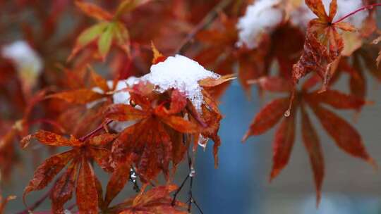 冬天唯美雪景绿叶红花上的雪