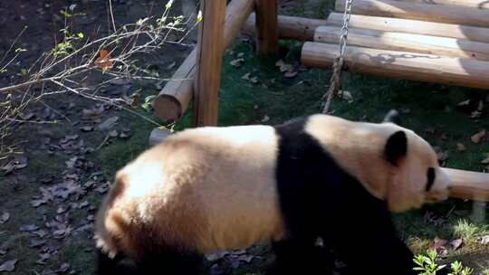 国宝大熊猫实拍
