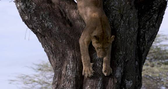 树上的母狮