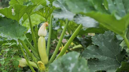 开花和生长骨髓南瓜。盛开的南瓜特写花。西葫芦花特写。场景