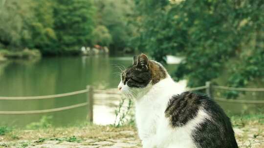 坐在河边的奶牛猫