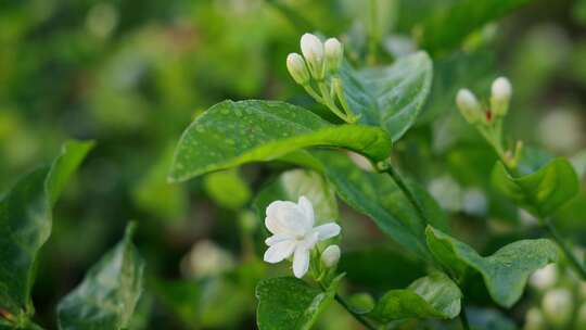 唯美茉莉花与茉莉花茶制作福州茉莉花种植园