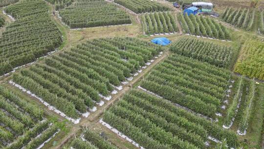 圣女果种植园航拍