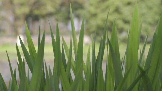 西湖茅家埠春色