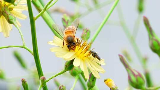 蜜蜂 采蜜 昆虫 授粉 花粉 蜂蜜 春天视频素材模板下载