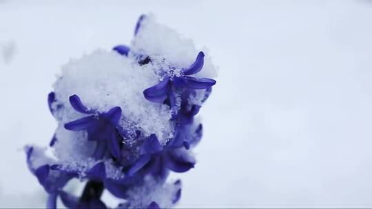 雪中的紫色风信子花