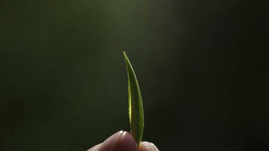 茶叶嫩芽