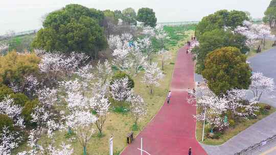 幕府山樱花 南京 燕子矶 航拍