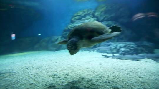 海龟 海洋生物 大自然 爬行动物 水下摄影