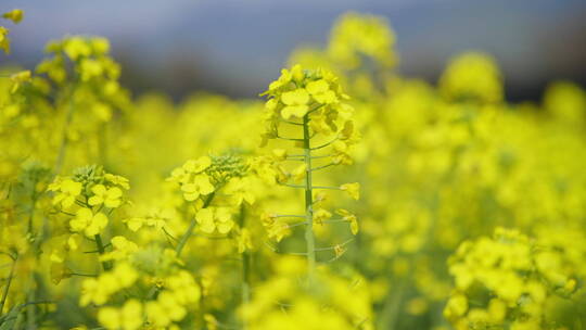 油菜花特写视频素材模板下载