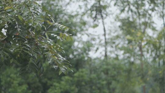 下雨时树林中摇晃的树叶