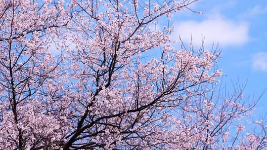 春天盛开的桃花视频素材模板下载