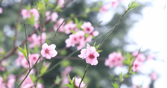 春天美丽的粉色樱花盛开