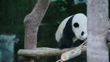熊猫玩耍高清在线视频素材下载