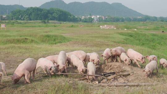 安徽省黄山市歙县杏村徽州大草原上的小猪
