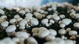 白蘑菇种植高清在线视频素材下载