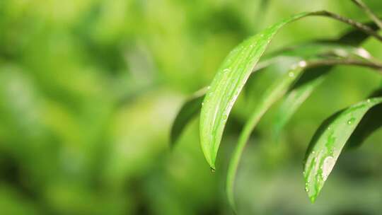 阳光植物希望森林树林树大自然