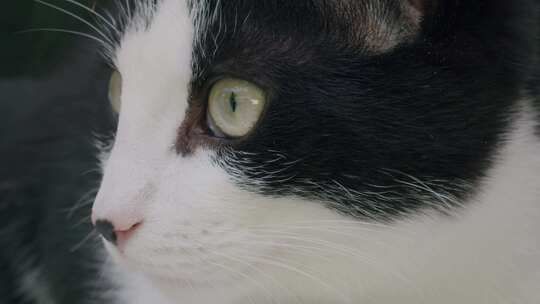 猫，猫，毛茸茸的，脸