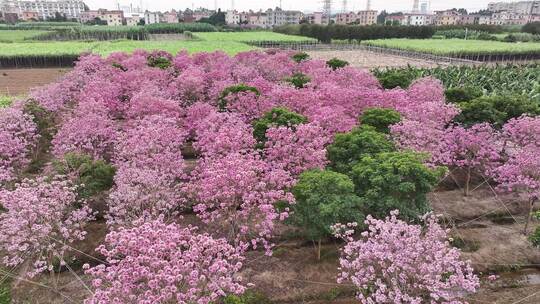 中国广东省广东省广州市南沙马克村紫花风铃