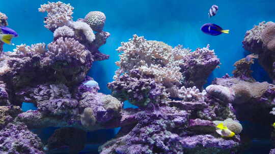 海底世界 珊瑚 鱼视频素材模板下载