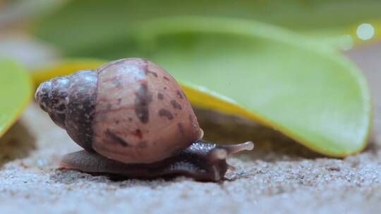 蜗牛视频蜗牛爬行爬过绿叶