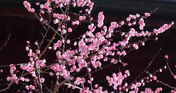 杭州灵隐寺梅花盛开