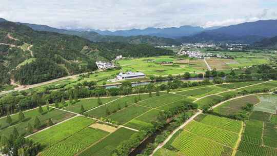 山区茶田 农村茶园河流风光航拍