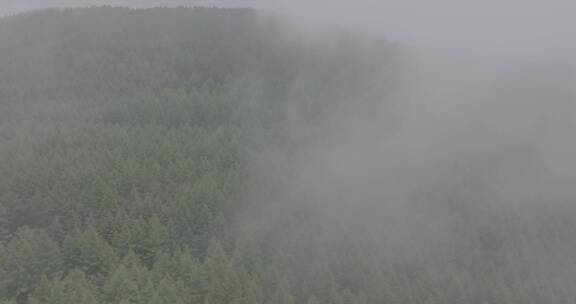 航拍云雾间原始森林4K50帧