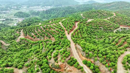 茶油树种植基地