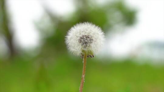 实拍蒲公英意境空镜头