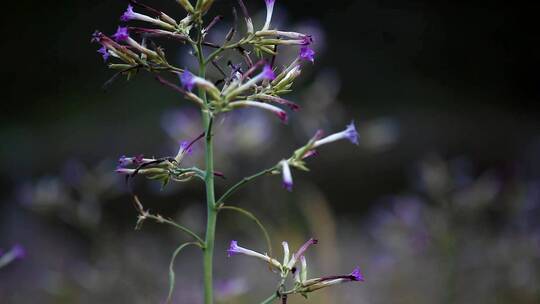 农村乡下的烟草花野花烟花