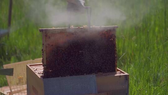 养蜂人养蜜蜂取蜂蜜视频素材模板下载