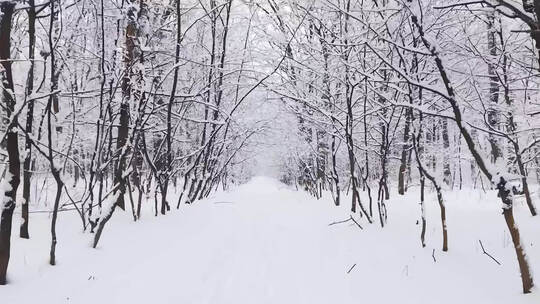 冬季森林雪地前进主观视角