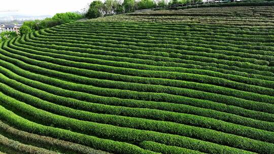 绿色生态茶田茶树茶叶园