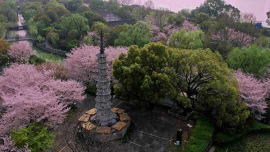 杭州白塔公园樱花