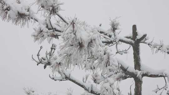 积雪覆盖的松树枝特写