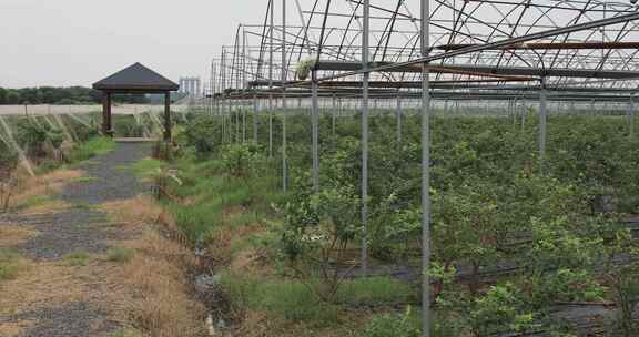 大型蓝莓种植基地采摘蓝莓 常州溧阳曹山