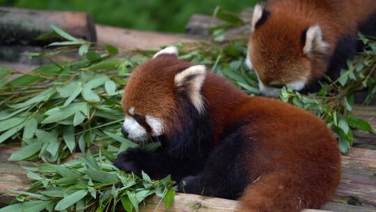 两只小熊猫吃竹子
