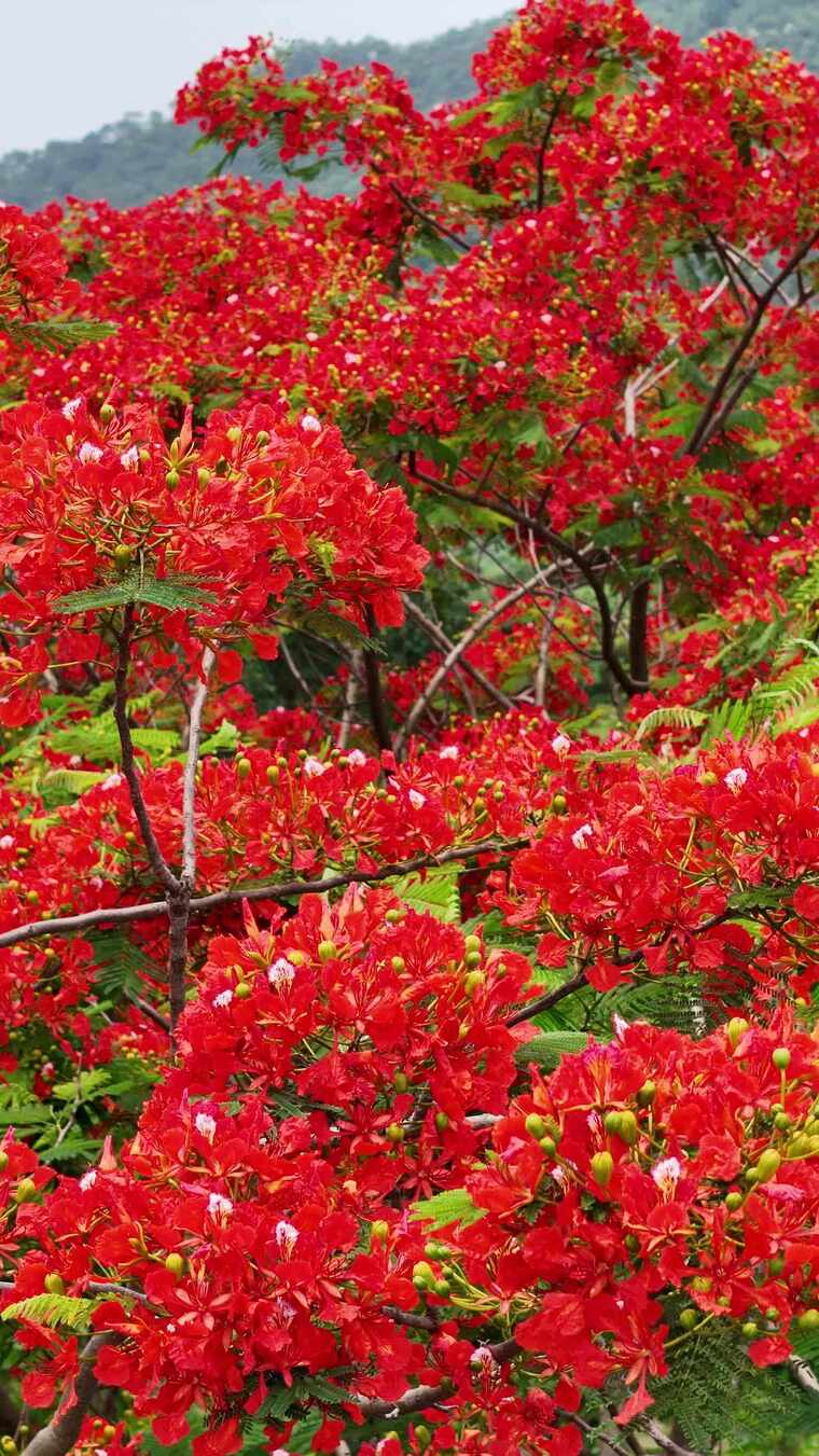 盛开的红色凤凰花