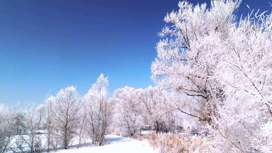 冬日雾凇覆盖的自然景观