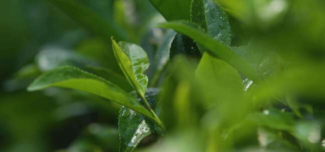 普洱茶 茶园 茶叶