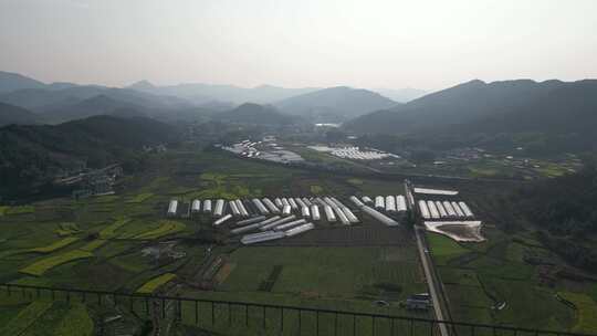 美丽乡村田园农业种植农作物油菜花航拍