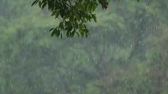 江南春天春雨雨滴绿色植物升格空镜