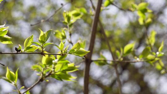 【镜头合集】树叶嫩芽发芽萌发春季生机视频素材模板下载