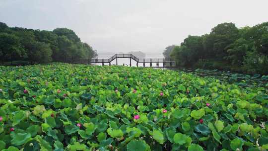 杭州湘湖荷花庄夏天荷塘风景航拍