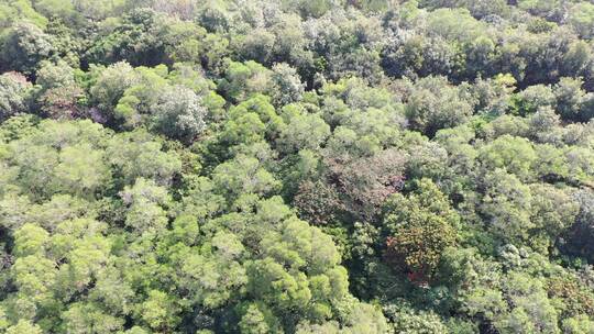 树林航拍森林俯拍树木原始生态自然环境山林