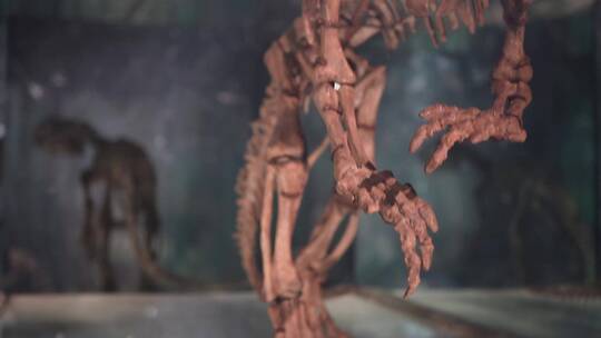 【镜头合集】博物馆展出恐龙化石