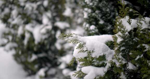 特写路边落满雪花的花坛