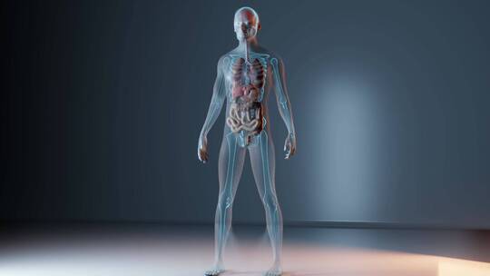 未來高科技醫療男性体内心脏的解剖学技術视频素材模板下载