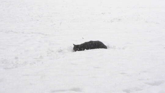 冬季猫在雪地捕猎动作猫狩猎姿势